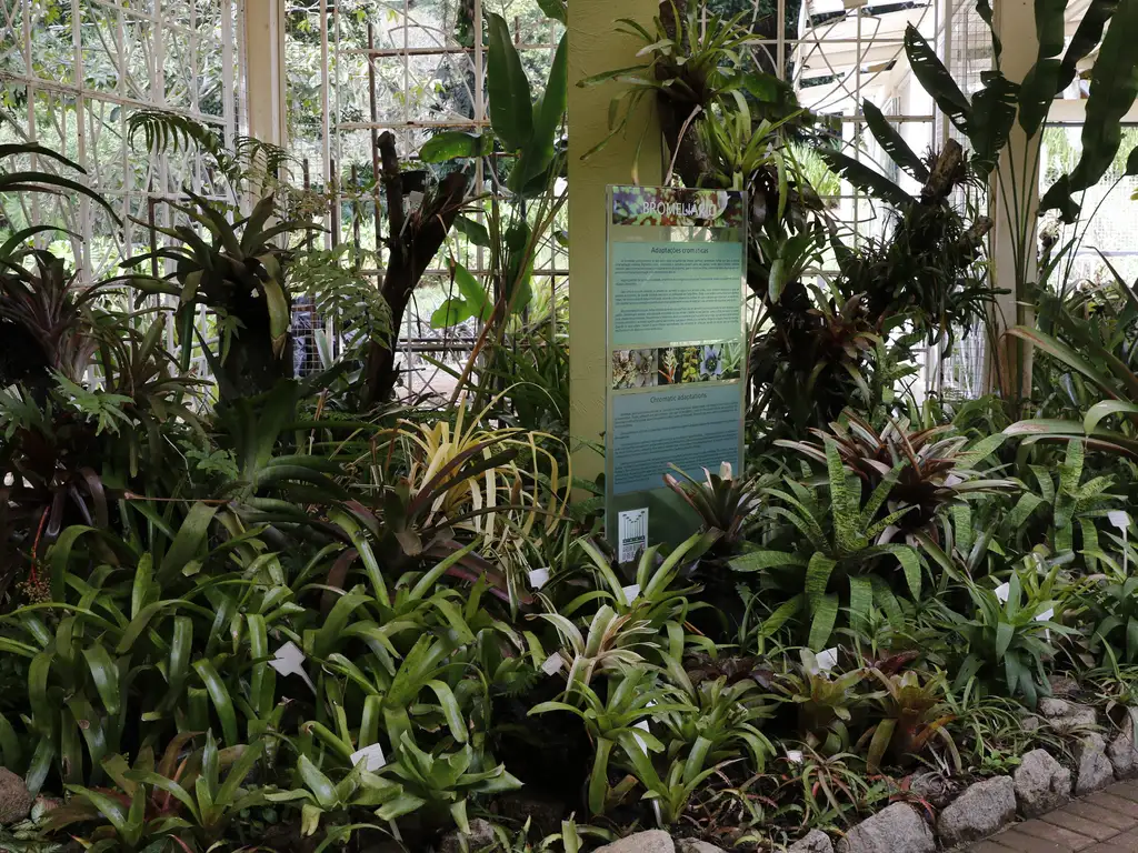 Ideia-SUS_Fio-cruz_horto