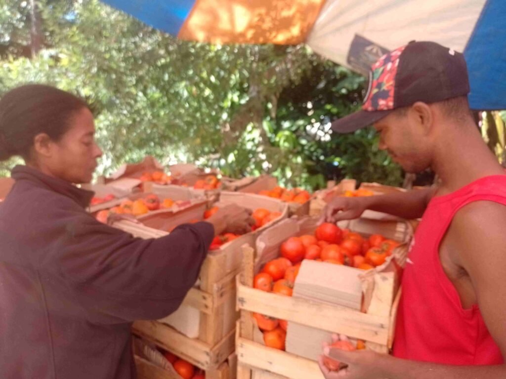 Foto da colheita e doação simultânea de caqui do Quilombo Dona Bilina com o jovem Charles Junior e Cacia Folha Branca. Acervo da autora